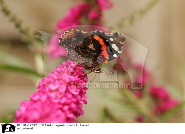 Admiral / red admiral / HL-02392