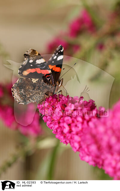 Admiral / red admiral / HL-02393
