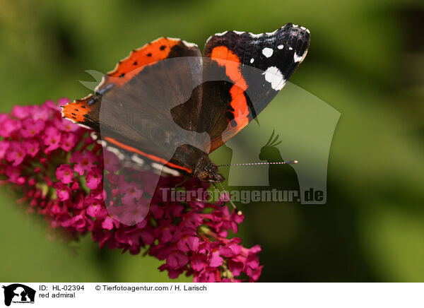 red admiral / HL-02394