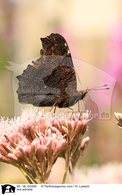 red admiral / HL-02406