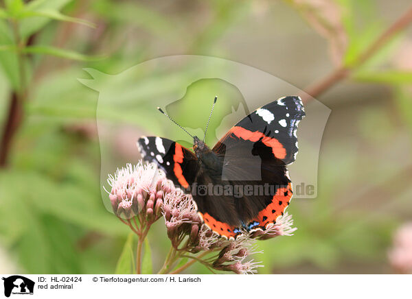red admiral / HL-02424