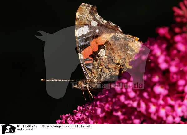 red admiral / HL-02712