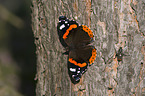 Red Admiral