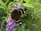 red admiral