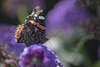 Red Admiral