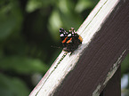 Red Admiral