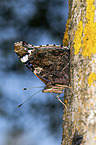 Red Admiral