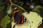 Red Admiral