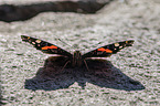 Red Admiral