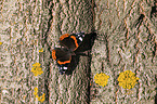 Red Admiral