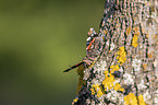 Red Admiral