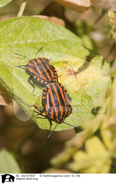 striped stink bug / SO-01937