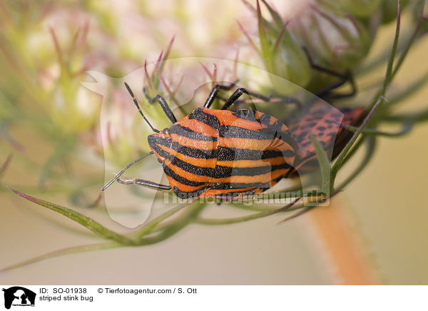 striped stink bug / SO-01938