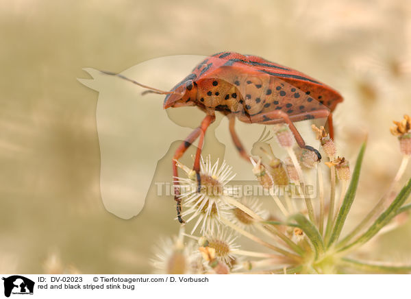 Streifenwanze / red and black striped stink bug / DV-02023