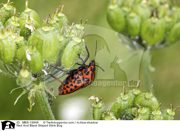 Streifenwanze / Red And Black Striped Stink Bug / MBS-19946