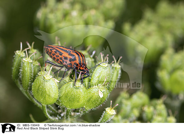 Streifenwanze / Red And Black Striped Stink Bug / MBS-19949