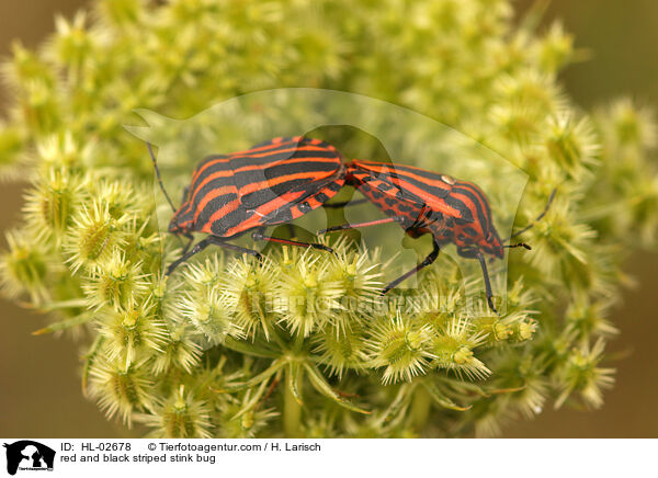 Streifenwanzen / red and black striped stink bug / HL-02678