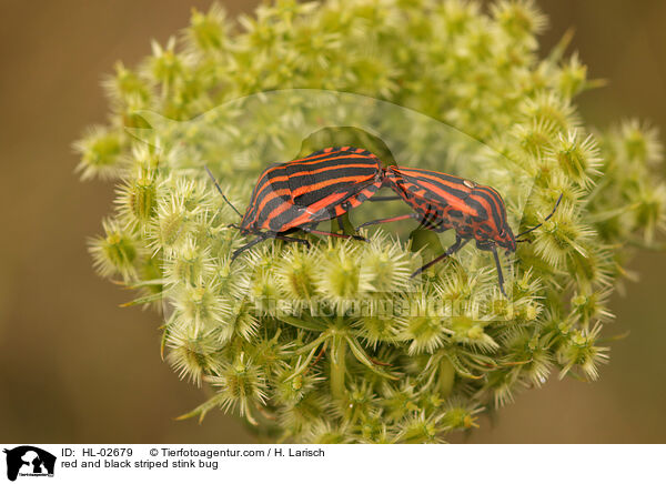 Streifenwanzen / red and black striped stink bug / HL-02679