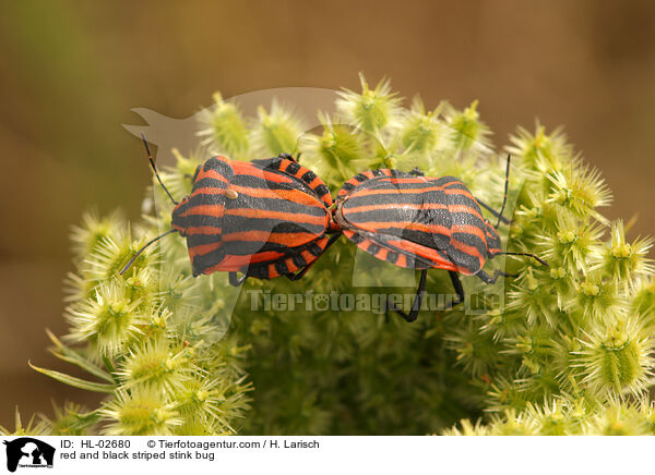 Streifenwanzen / red and black striped stink bug / HL-02680