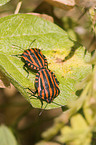 striped stink bug