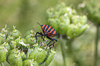 Red And Black Striped Stink Bug