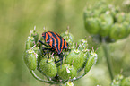 Red And Black Striped Stink Bug
