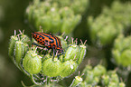 Red And Black Striped Stink Bug