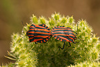 red and black striped stink bug