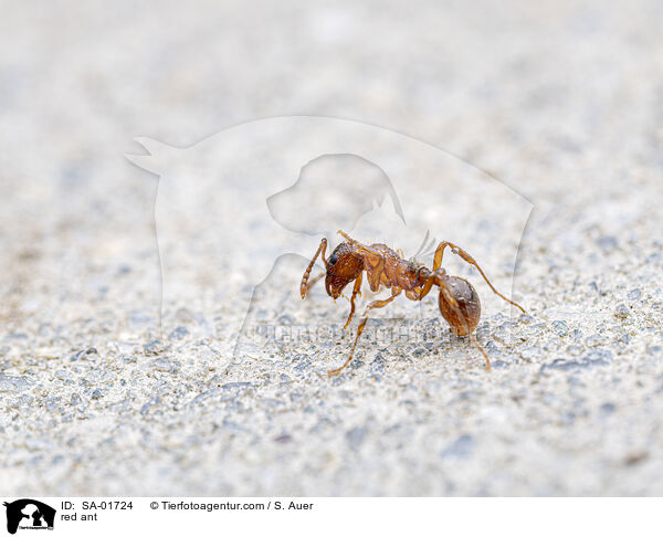 Rote Wegameise / red ant / SA-01724