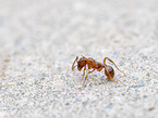 red ant