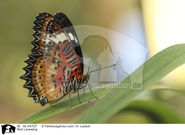 Bortenfalter / Red Lacewing / HL-04727