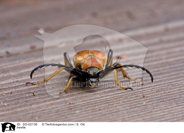 Rothalsbock / beetle / SO-02136