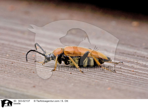 Rothalsbock / beetle / SO-02137