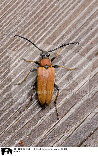 beetle / SO-02138