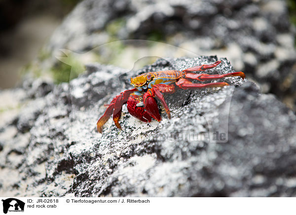 Rote Klippenkrabbe / red rock crab / JR-02618