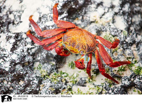 Rote Klippenkrabbe / red rock crab / JR-02619
