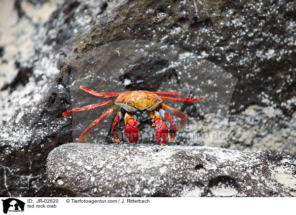red rock crab / JR-02620