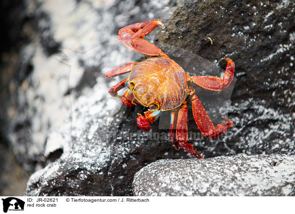 red rock crab / JR-02621