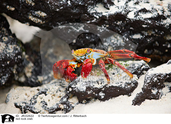 red rock crab / JR-02622