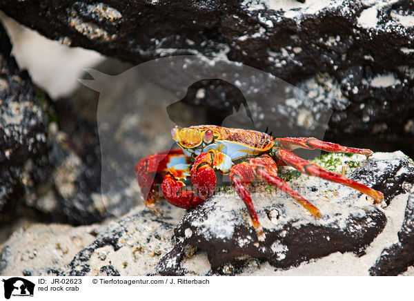 red rock crab / JR-02623