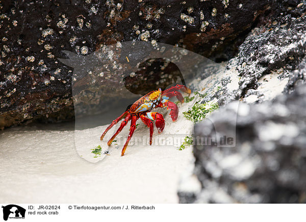 red rock crab / JR-02624