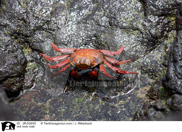 red rock crab / JR-02655