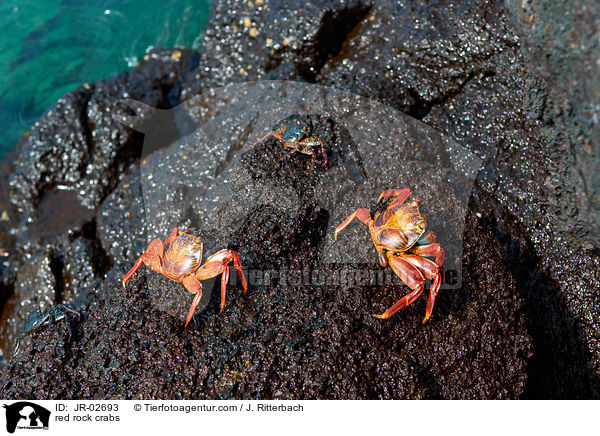 Rote Klippenkrabben / red rock crabs / JR-02693