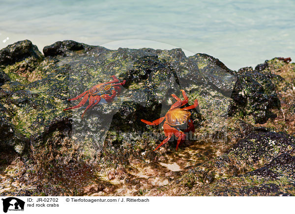 red rock crabs / JR-02702