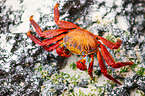 red rock crab
