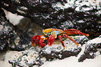 red rock crab