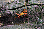 red rock crab