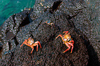 red rock crabs