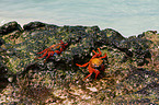 red rock crabs