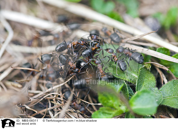 Rote Waldameisen / red wood ants / MBS-08311
